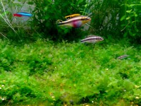 /album/fotogaleria/pellia1-jpg/